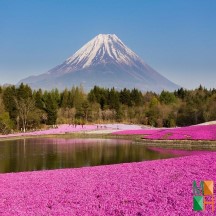 Tranh dán tường Hàn Quốc 3d khổ lớn tại Hà Nội NA - 320